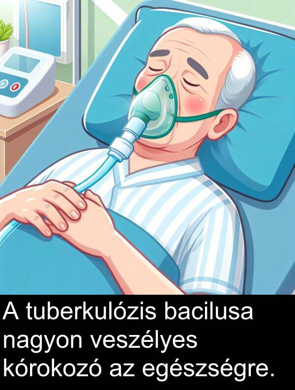 bacilusa: A tuberkulózis bacilusa nagyon veszélyes kórokozó az egészségre.