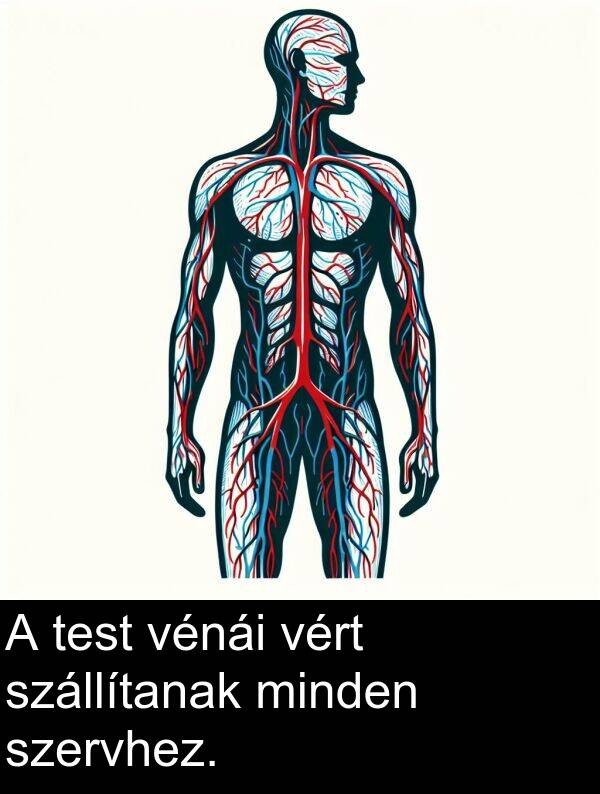 minden: A test vénái vért szállítanak minden szervhez.