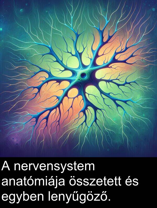 összetett: A nervensystem anatómiája összetett és egyben lenyűgöző.