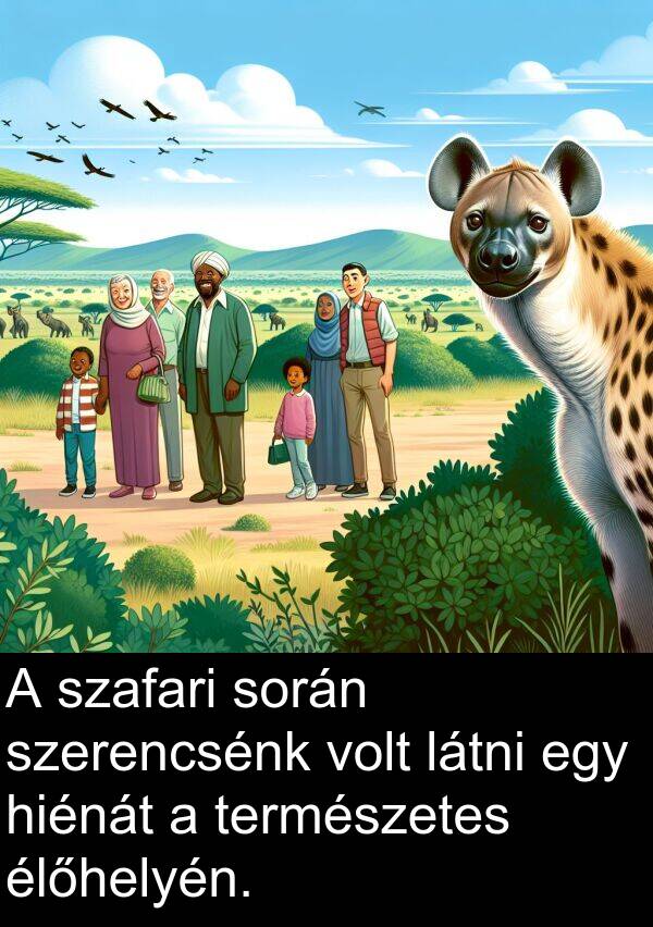 szerencsénk: A szafari során szerencsénk volt látni egy hiénát a természetes élőhelyén.