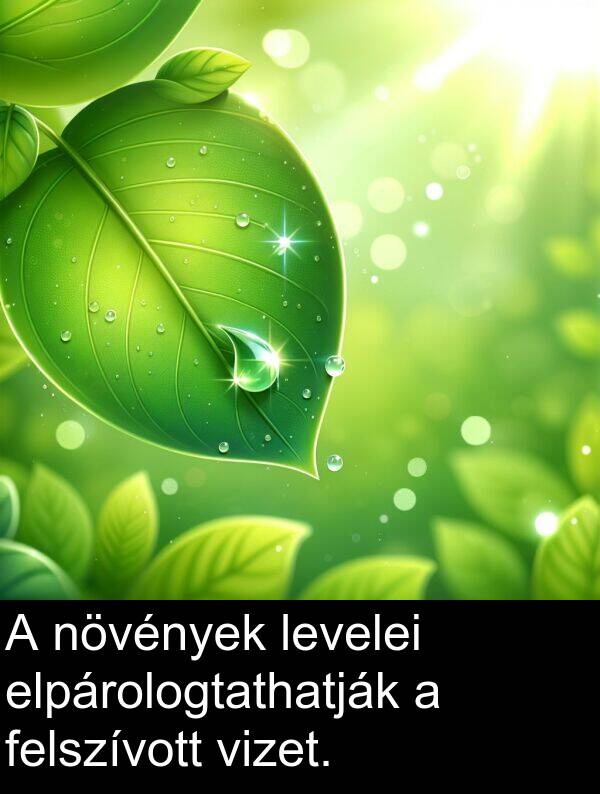 növények: A növények levelei elpárologtathatják a felszívott vizet.