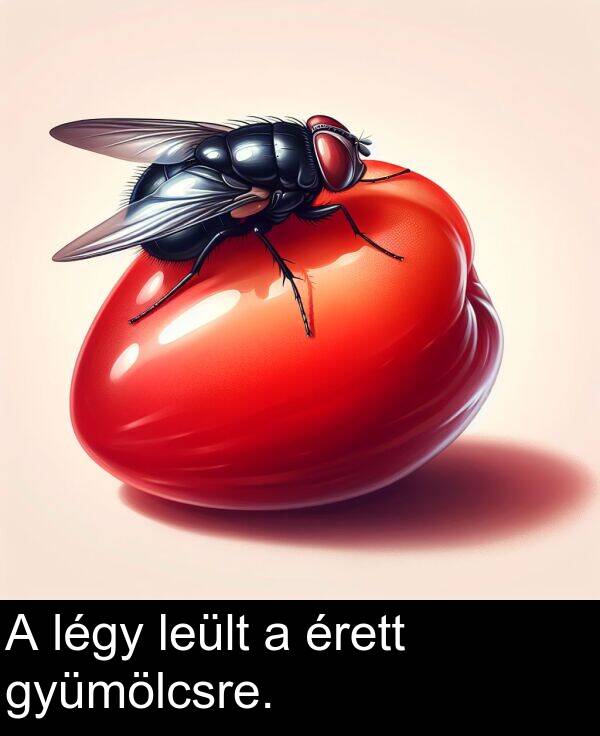 légy: A légy leült a érett gyümölcsre.