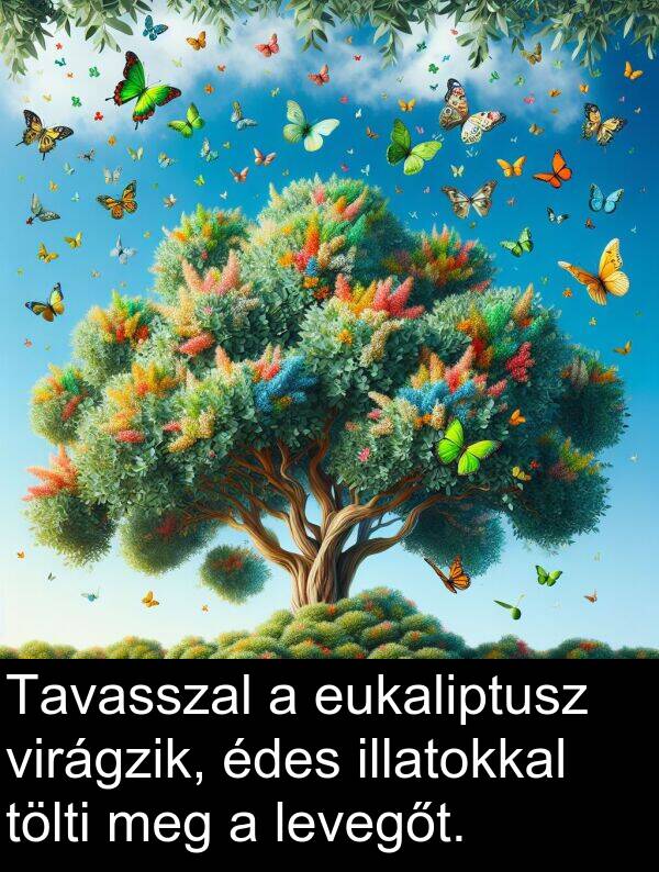 tölti: Tavasszal a eukaliptusz virágzik, édes illatokkal tölti meg a levegőt.