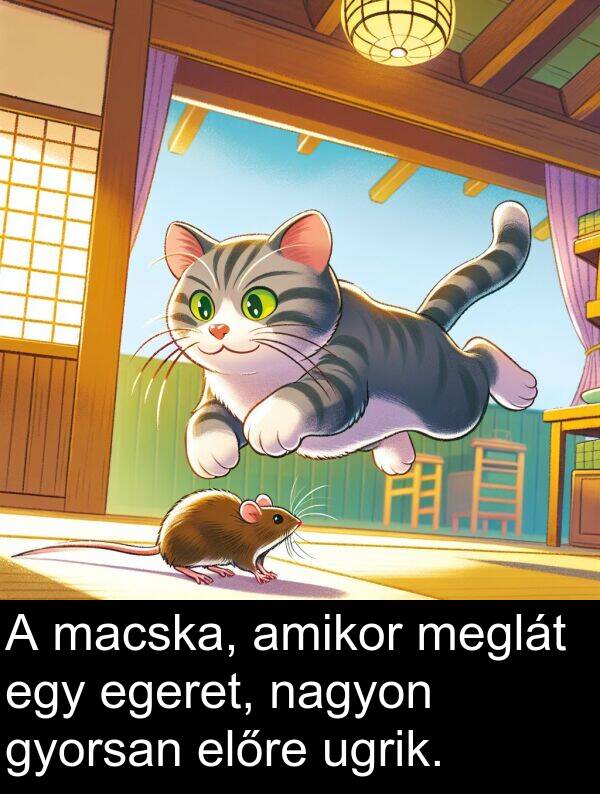 macska: A macska, amikor meglát egy egeret, nagyon gyorsan előre ugrik.