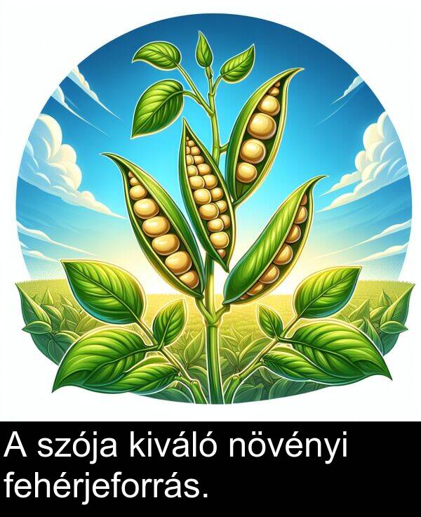 növényi: A szója kiváló növényi fehérjeforrás.