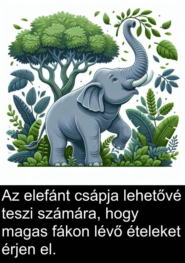 magas: Az elefánt csápja lehetővé teszi számára, hogy magas fákon lévő ételeket érjen el.