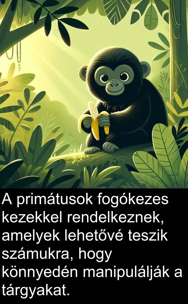 manipulálják: A primátusok fogókezes kezekkel rendelkeznek, amelyek lehetővé teszik számukra, hogy könnyedén manipulálják a tárgyakat.