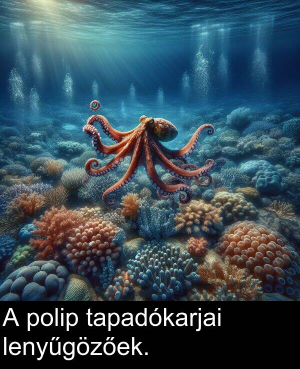 polip: A polip tapadókarjai lenyűgözőek.