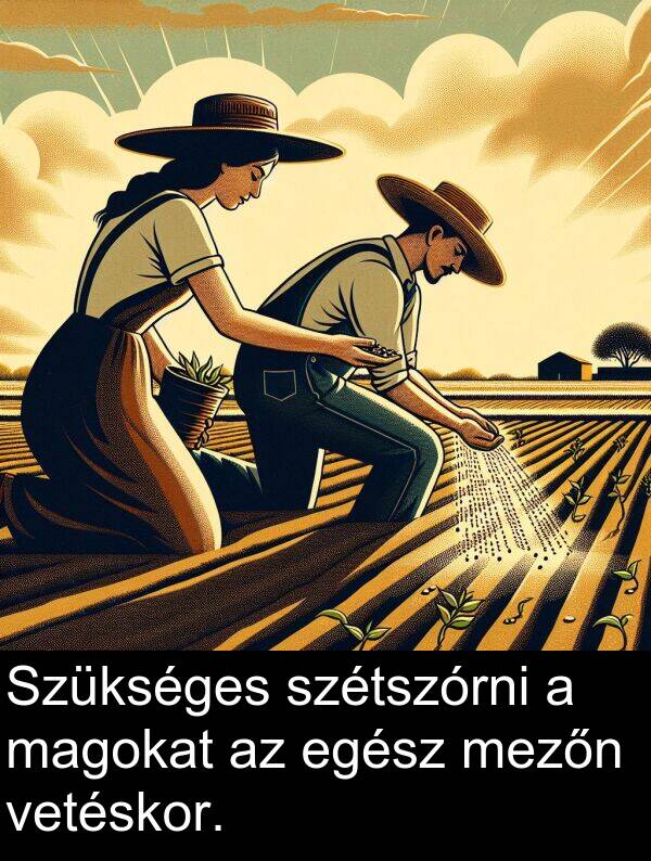magokat: Szükséges szétszórni a magokat az egész mezőn vetéskor.