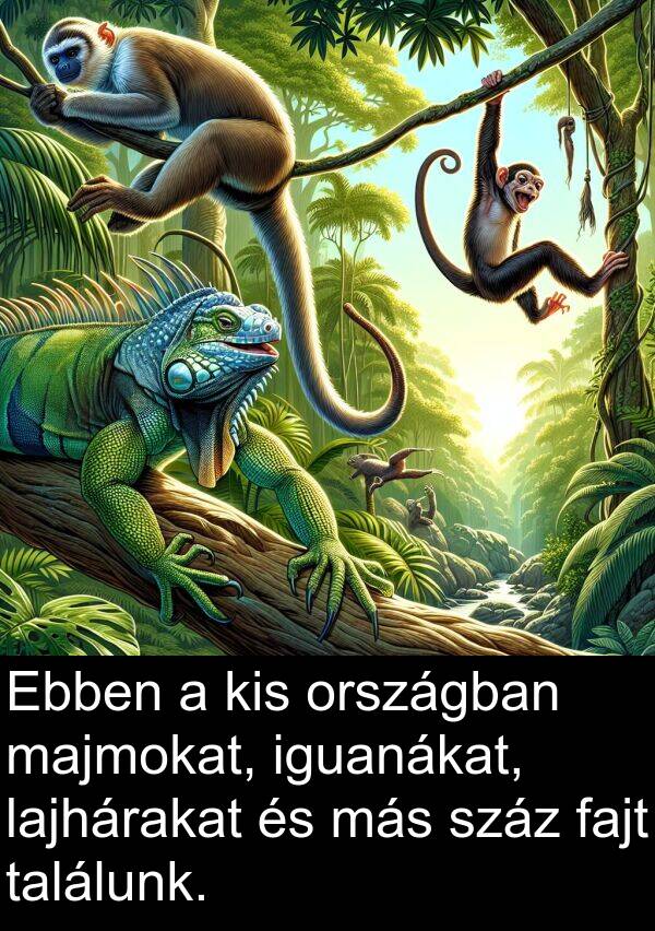 majmokat: Ebben a kis országban majmokat, iguanákat, lajhárakat és más száz fajt találunk.