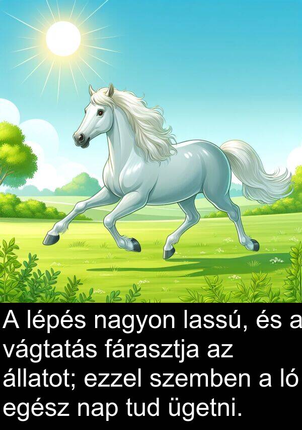 vágtatás: A lépés nagyon lassú, és a vágtatás fárasztja az állatot; ezzel szemben a ló egész nap tud ügetni.