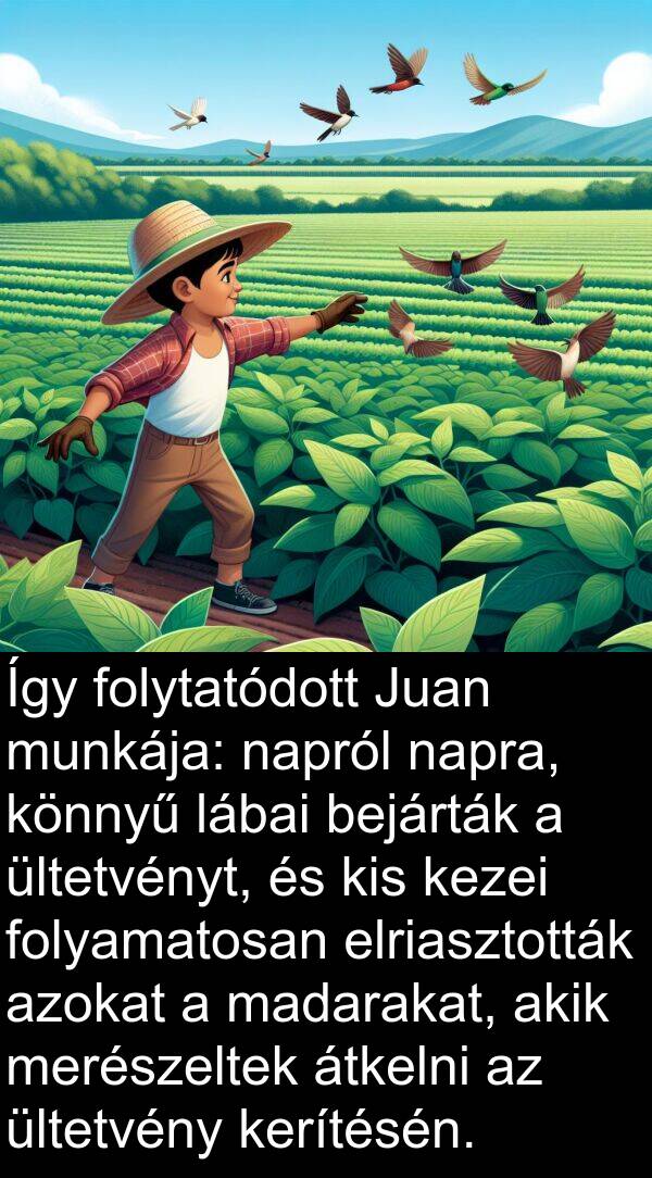 madarakat: Így folytatódott Juan munkája: napról napra, könnyű lábai bejárták a ültetvényt, és kis kezei folyamatosan elriasztották azokat a madarakat, akik merészeltek átkelni az ültetvény kerítésén.