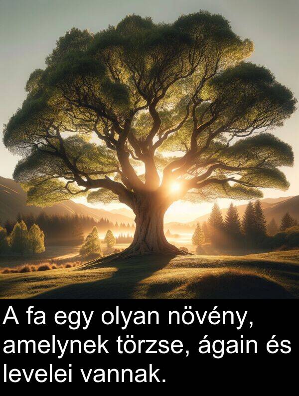ágain: A fa egy olyan növény, amelynek törzse, ágain és levelei vannak.