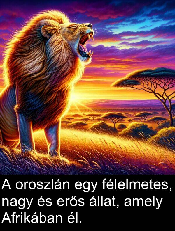 állat: A oroszlán egy félelmetes, nagy és erős állat, amely Afrikában él.