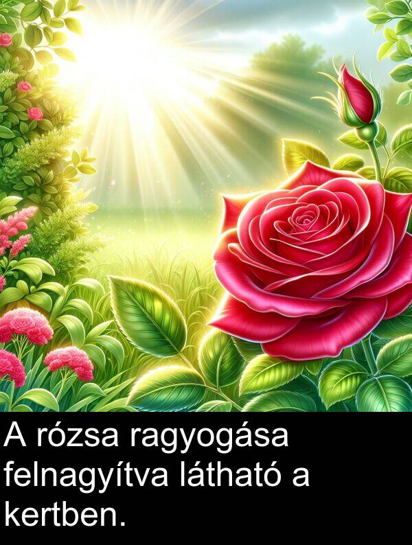látható: A rózsa ragyogása felnagyítva látható a kertben.
