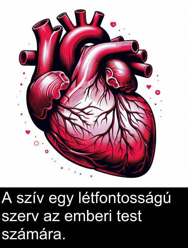 szerv: A szív egy létfontosságú szerv az emberi test számára.