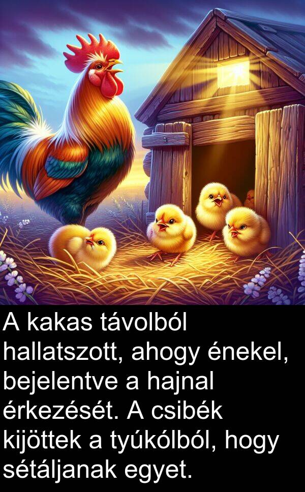 hajnal: A kakas távolból hallatszott, ahogy énekel, bejelentve a hajnal érkezését. A csibék kijöttek a tyúkólból, hogy sétáljanak egyet.