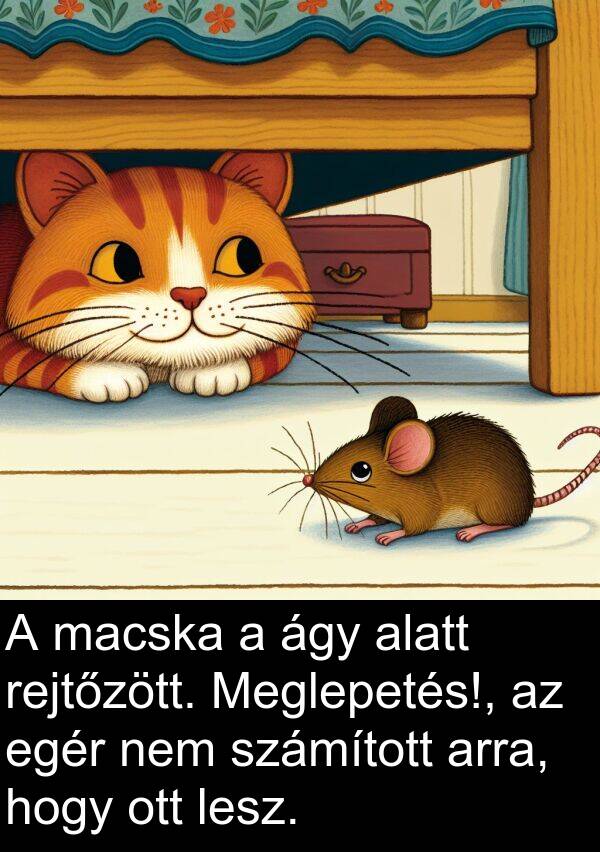 macska: A macska a ágy alatt rejtőzött. Meglepetés!, az egér nem számított arra, hogy ott lesz.