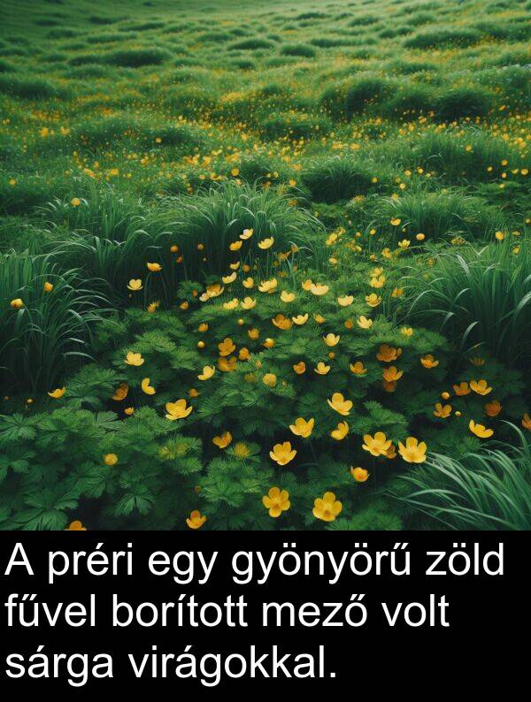 zöld: A préri egy gyönyörű zöld fűvel borított mező volt sárga virágokkal.