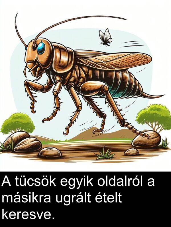 ugrált: A tücsök egyik oldalról a másikra ugrált ételt keresve.