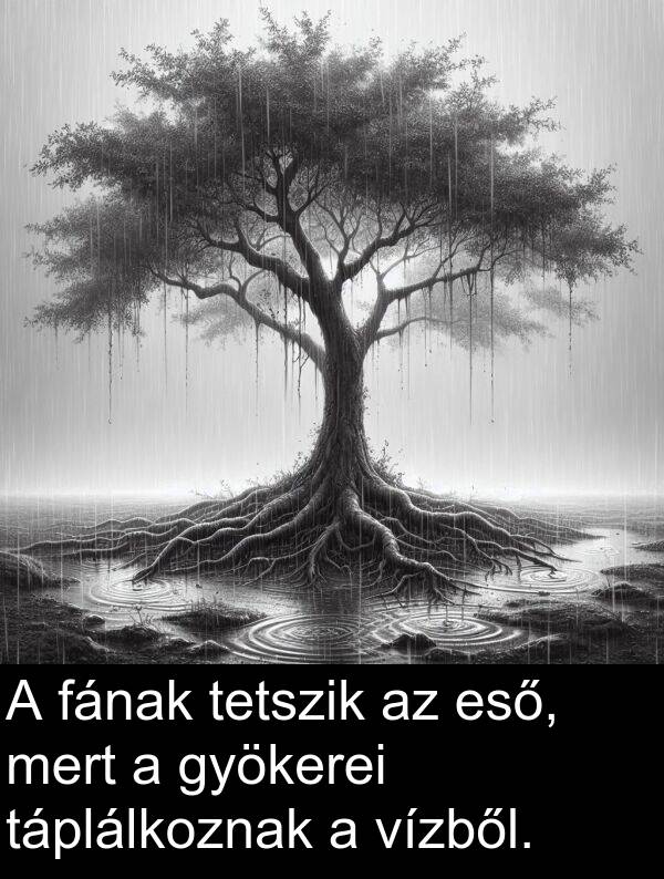 mert: A fának tetszik az eső, mert a gyökerei táplálkoznak a vízből.