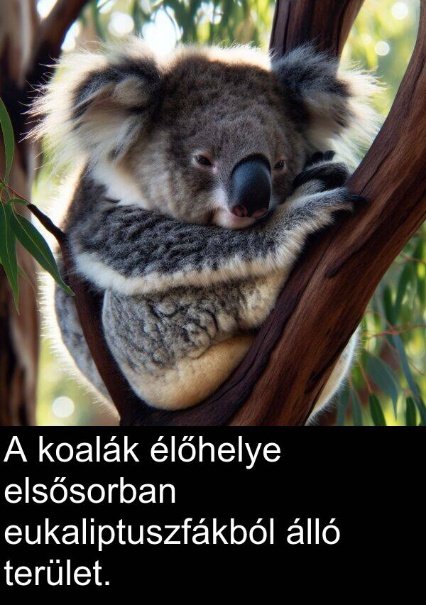 terület: A koalák élőhelye elsősorban eukaliptuszfákból álló terület.