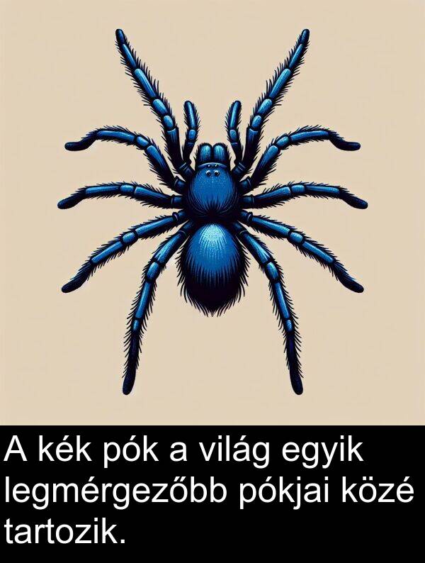 pók: A kék pók a világ egyik legmérgezőbb pókjai közé tartozik.