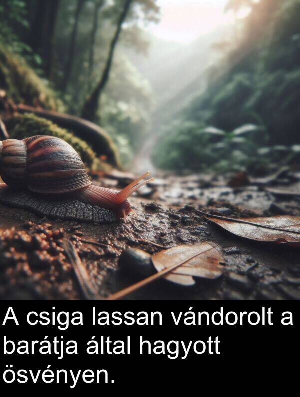 hagyott: A csiga lassan vándorolt a barátja által hagyott ösvényen.