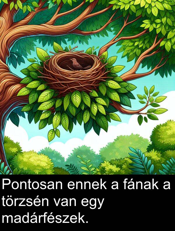 madárfészek: Pontosan ennek a fának a törzsén van egy madárfészek.