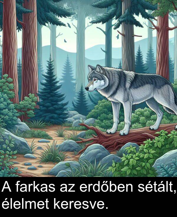 sétált: A farkas az erdőben sétált, élelmet keresve.