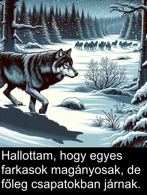 magányosak: Hallottam, hogy egyes farkasok magányosak, de főleg csapatokban járnak.