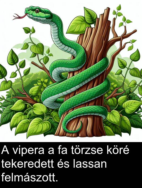 törzse: A vipera a fa törzse köré tekeredett és lassan felmászott.