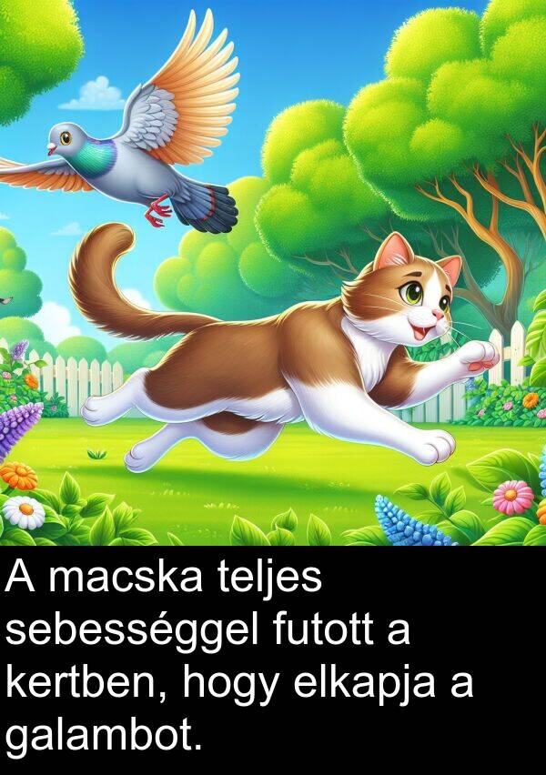 macska: A macska teljes sebességgel futott a kertben, hogy elkapja a galambot.