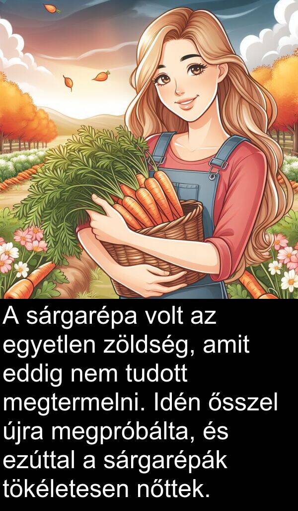 újra: A sárgarépa volt az egyetlen zöldség, amit eddig nem tudott megtermelni. Idén ősszel újra megpróbálta, és ezúttal a sárgarépák tökéletesen nőttek.