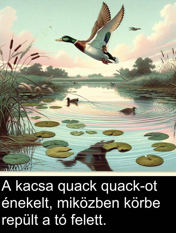 quack: A kacsa quack quack-ot énekelt, miközben körbe repült a tó felett.