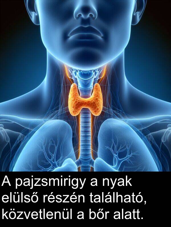 pajzsmirigy: A pajzsmirigy a nyak elülső részén található, közvetlenül a bőr alatt.