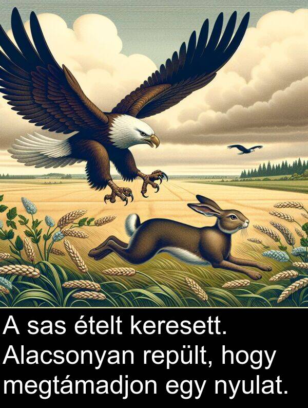 sas: A sas ételt keresett. Alacsonyan repült, hogy megtámadjon egy nyulat.