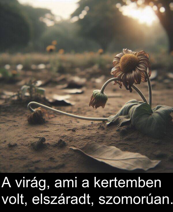 ami: A virág, ami a kertemben volt, elszáradt, szomorúan.