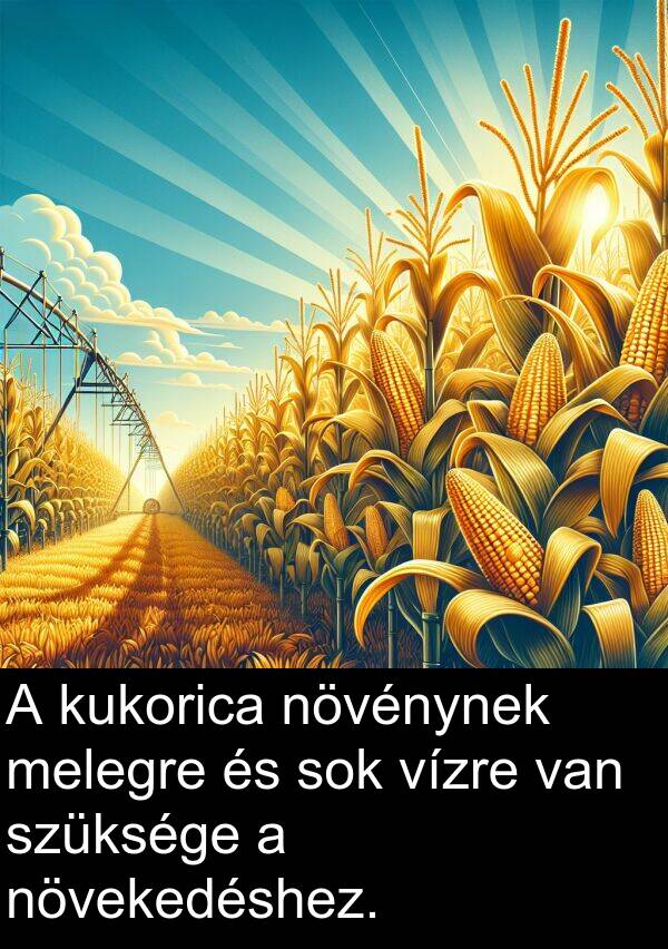 növekedéshez: A kukorica növénynek melegre és sok vízre van szüksége a növekedéshez.