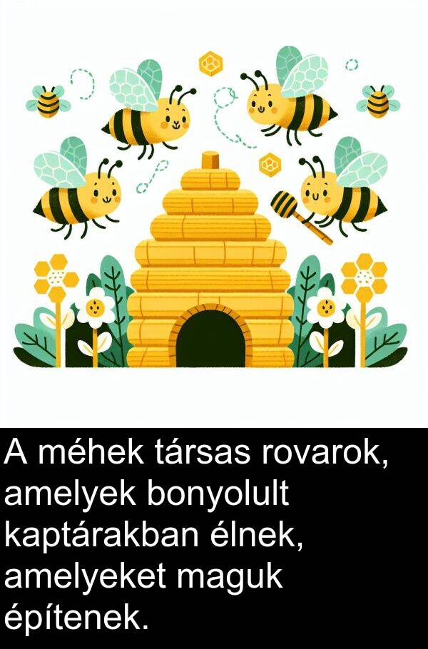 maguk: A méhek társas rovarok, amelyek bonyolult kaptárakban élnek, amelyeket maguk építenek.