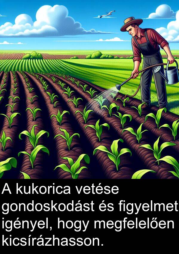 megfelelően: A kukorica vetése gondoskodást és figyelmet igényel, hogy megfelelően kicsírázhasson.