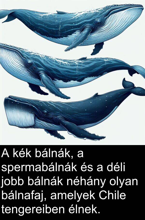 déli: A kék bálnák, a spermabálnák és a déli jobb bálnák néhány olyan bálnafaj, amelyek Chile tengereiben élnek.