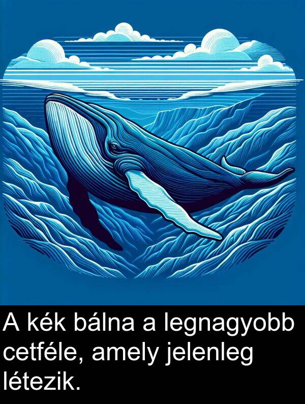 cetféle: A kék bálna a legnagyobb cetféle, amely jelenleg létezik.