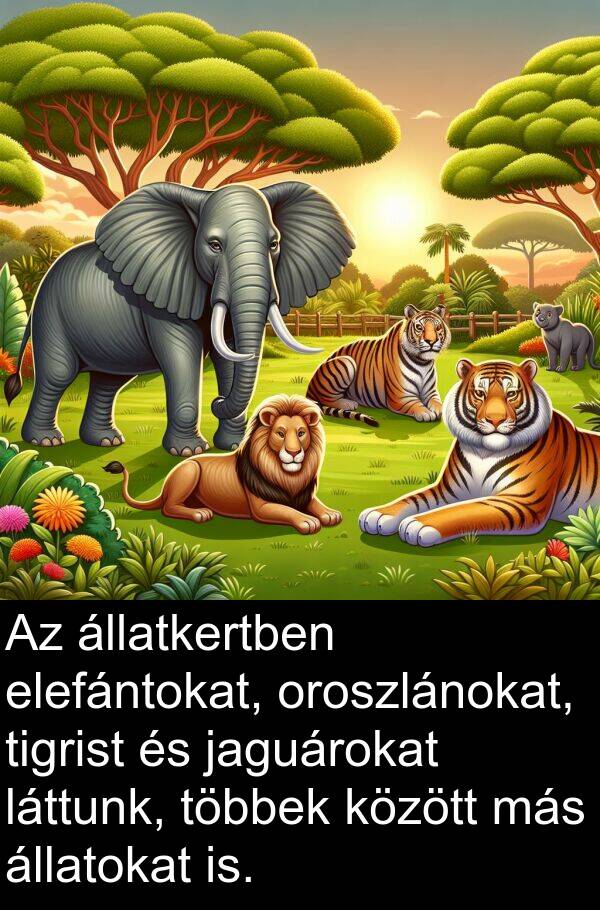 jaguárokat: Az állatkertben elefántokat, oroszlánokat, tigrist és jaguárokat láttunk, többek között más állatokat is.