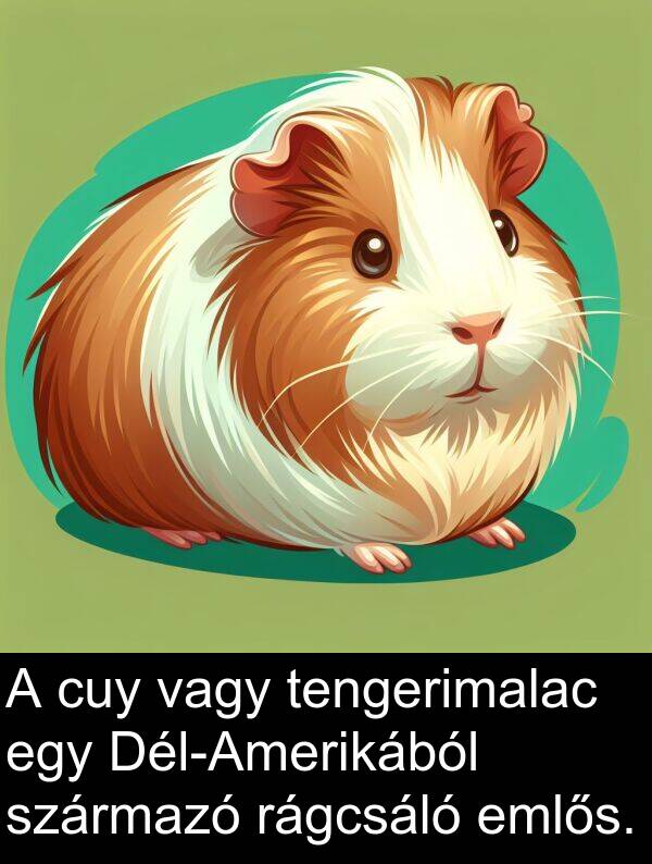 vagy: A cuy vagy tengerimalac egy Dél-Amerikából származó rágcsáló emlős.