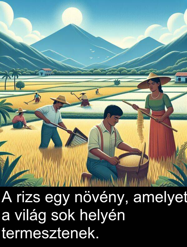 világ: A rizs egy növény, amelyet a világ sok helyén termesztenek.