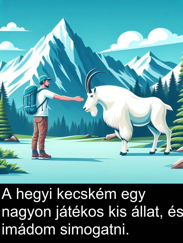 játékos: A hegyi kecském egy nagyon játékos kis állat, és imádom simogatni.