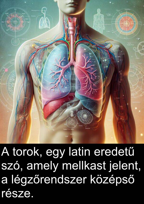 jelent: A torok, egy latin eredetű szó, amely mellkast jelent, a légzőrendszer középső része.