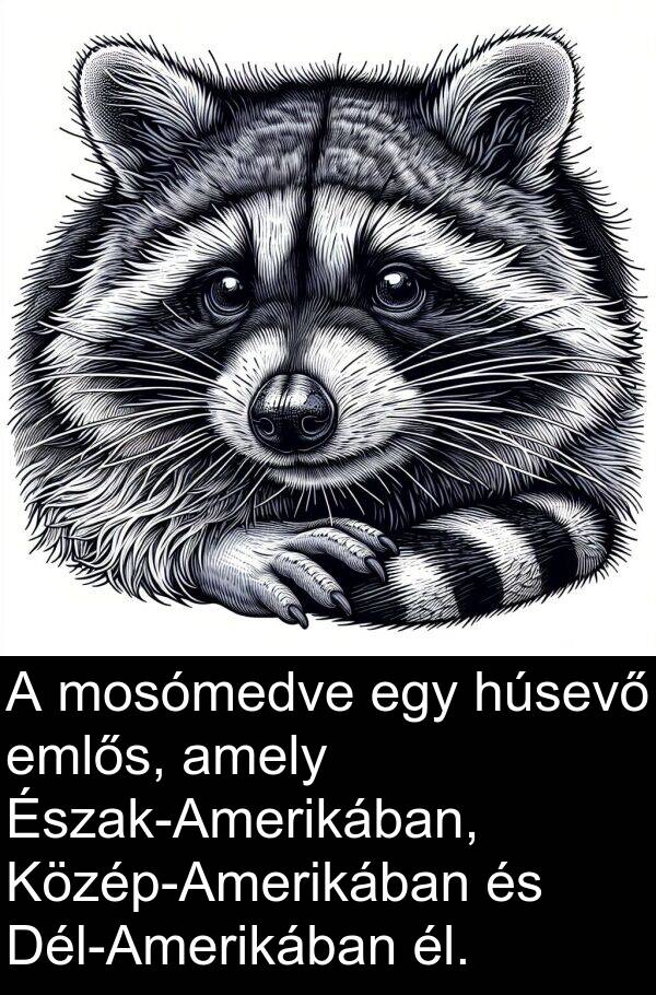 húsevő: A mosómedve egy húsevő emlős, amely Észak-Amerikában, Közép-Amerikában és Dél-Amerikában él.