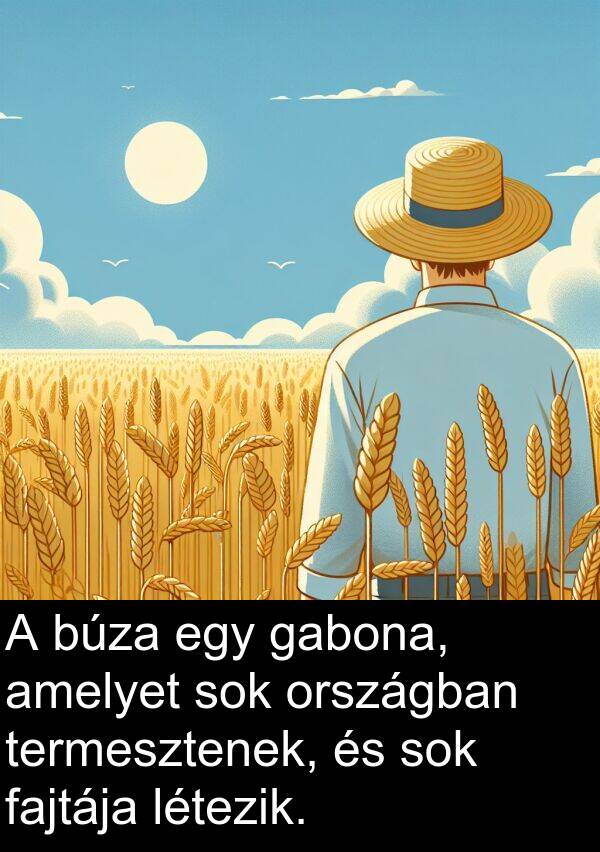országban: A búza egy gabona, amelyet sok országban termesztenek, és sok fajtája létezik.